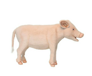 Pig